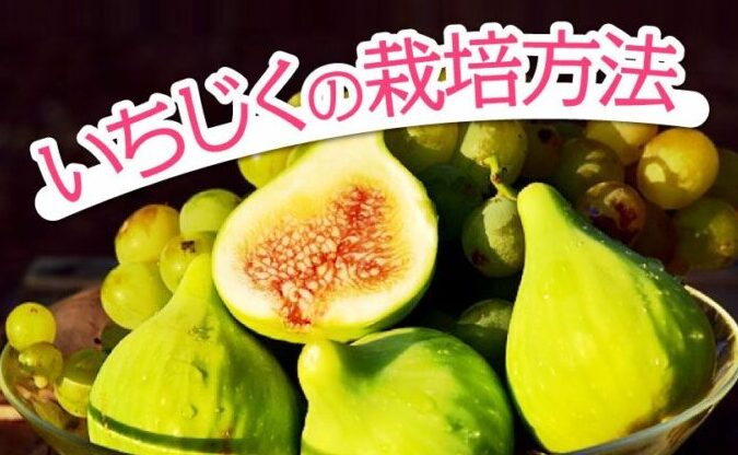 ビオレソリエス栽培のコツとポイントまとめ