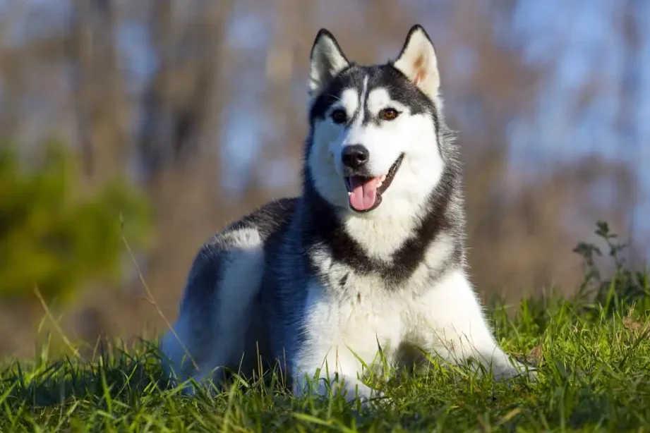 強い犬の特徴と飼い方のポイント